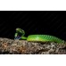Rana Pacman Verde -  Ceratophrys Cranwelli 